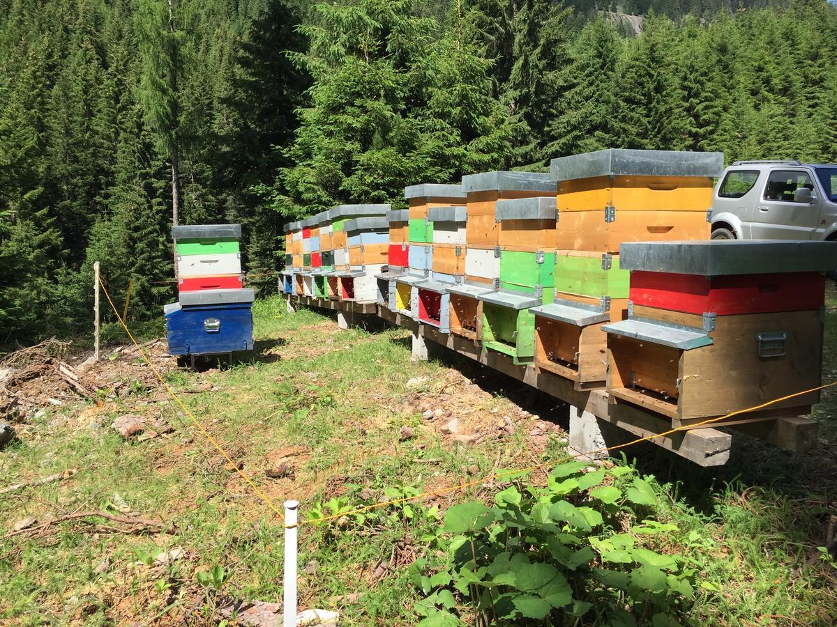 Maso Toneto Hotel Castello-Molina di Fiemme Luaran gambar